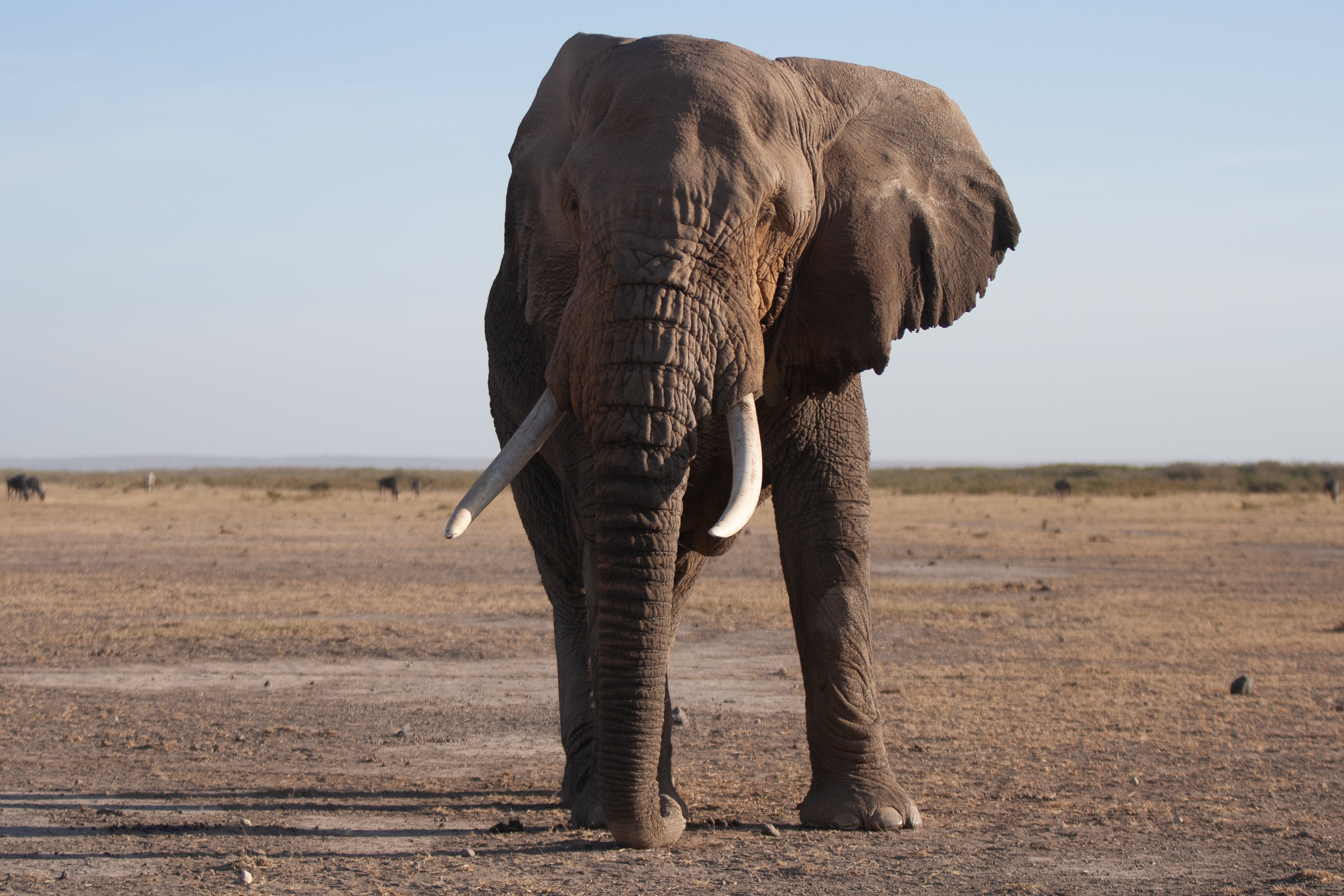 Amboseli Park Day 2 139