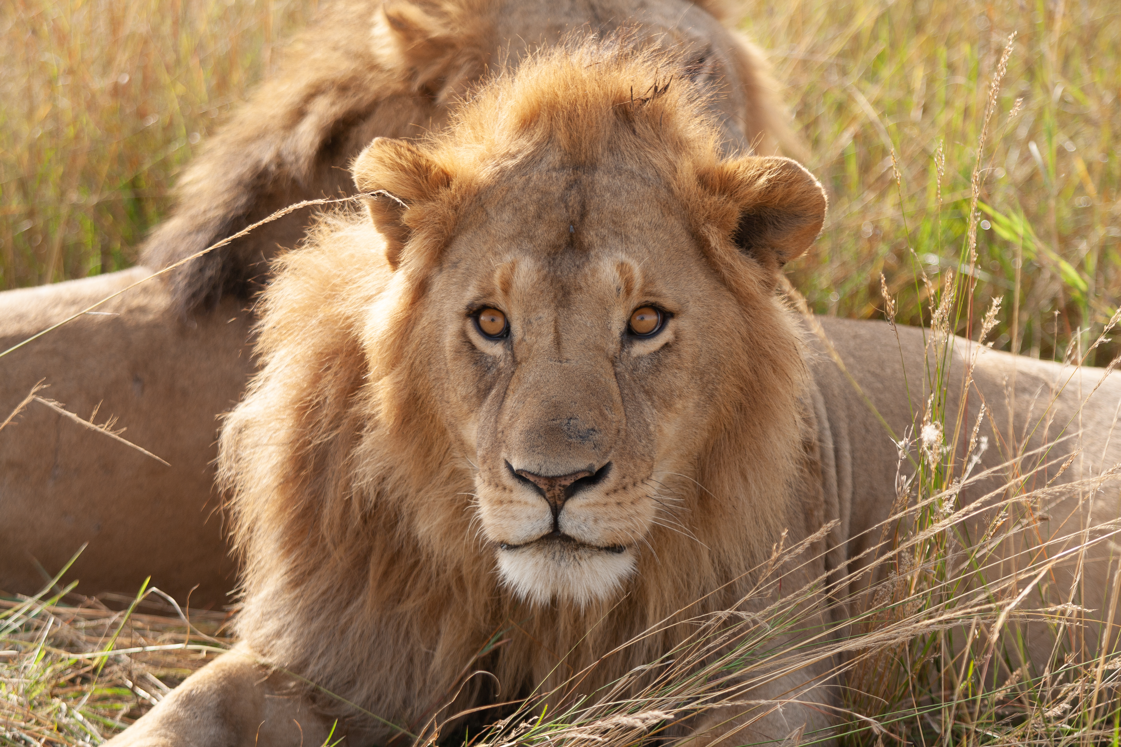 Masai Mara Day 3 36